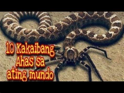 MGA KAKAIBANG AHAS SA BUONG MUNDO .